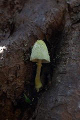 Leucocoprinus birnbaumii image