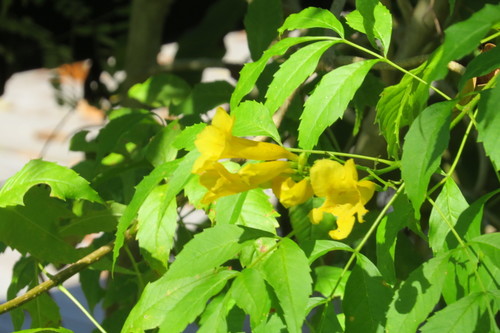 Tecoma stans image