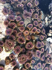Bunodosoma californica