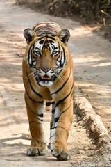Panthera tigris tigris