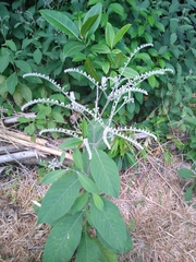 Eirmocephala brachiata