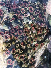 Bunodosoma californica