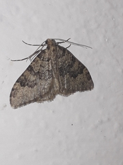 Nebula ibericata