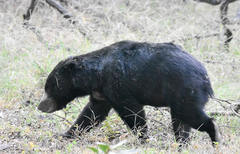Melursus ursinus ursinus