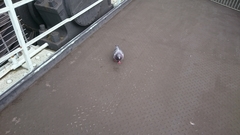 Columba livia domestica