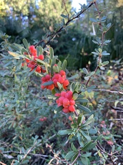 Berberis wilsoniae