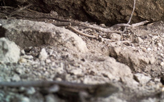 Uta stansburiana elegans