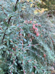 Berberis wilsoniae