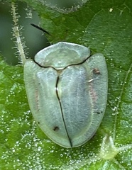 Metriona elatior