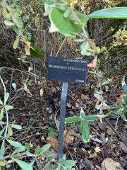 Berberis wilsoniae