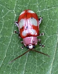 Omophoita sexnotata