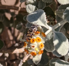 Copestylum fornax