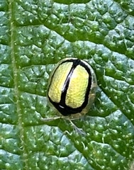 Charidotis nigrocincta