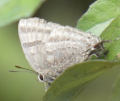 Atlides zava