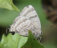 Atlides zava