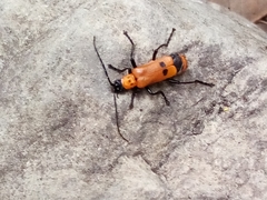 Chauliognathus militaris