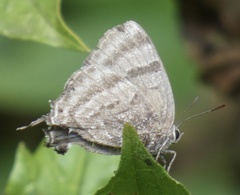 Atlides zava
