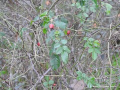 Rosa agrestis