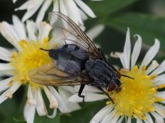 Calliphora subalpina