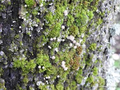 Phloeomana alba