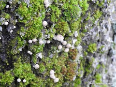 Phloeomana alba
