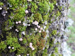Phloeomana alba