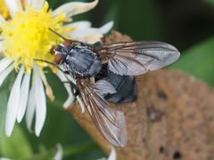 Calliphora subalpina