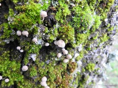 Phloeomana alba