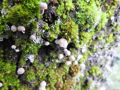 Phloeomana alba