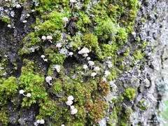 Phloeomana alba