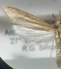 Donacaula roscidellus