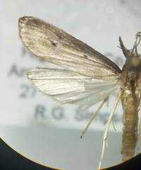 Donacaula unipunctellus