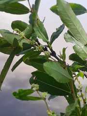 Phyllanthus sellowianus