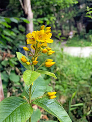Lysimachia vulgaris