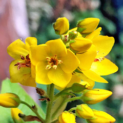 Lysimachia vulgaris
