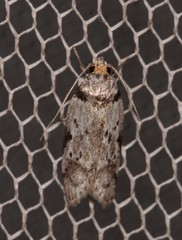 Philobota transversella