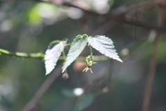 Byttneria urticifolia