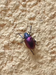 Freudeita cupripennis