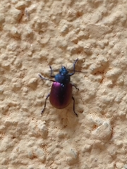 Freudeita cupripennis