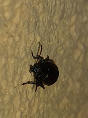 Freudeita cupripennis