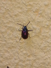 Freudeita cupripennis