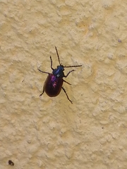 Freudeita cupripennis