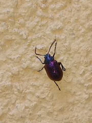 Freudeita cupripennis