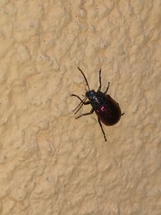 Freudeita cupripennis