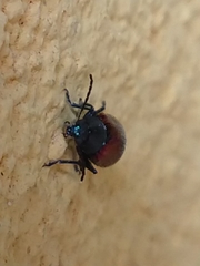 Freudeita cupripennis