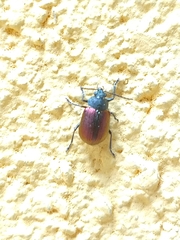 Freudeita cupripennis