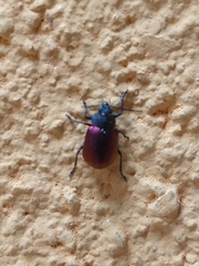 Freudeita cupripennis