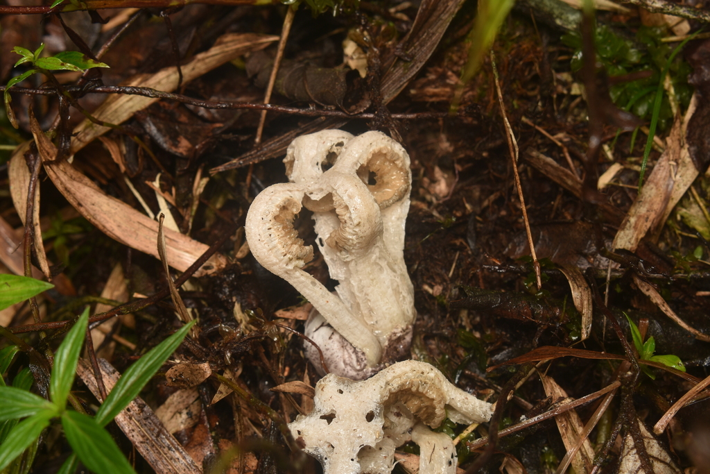 Ligiella rodrigueziana