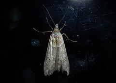 Eudonia leptalaea