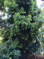 Syzygium floribundum